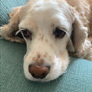 Meet your Posher, Ana